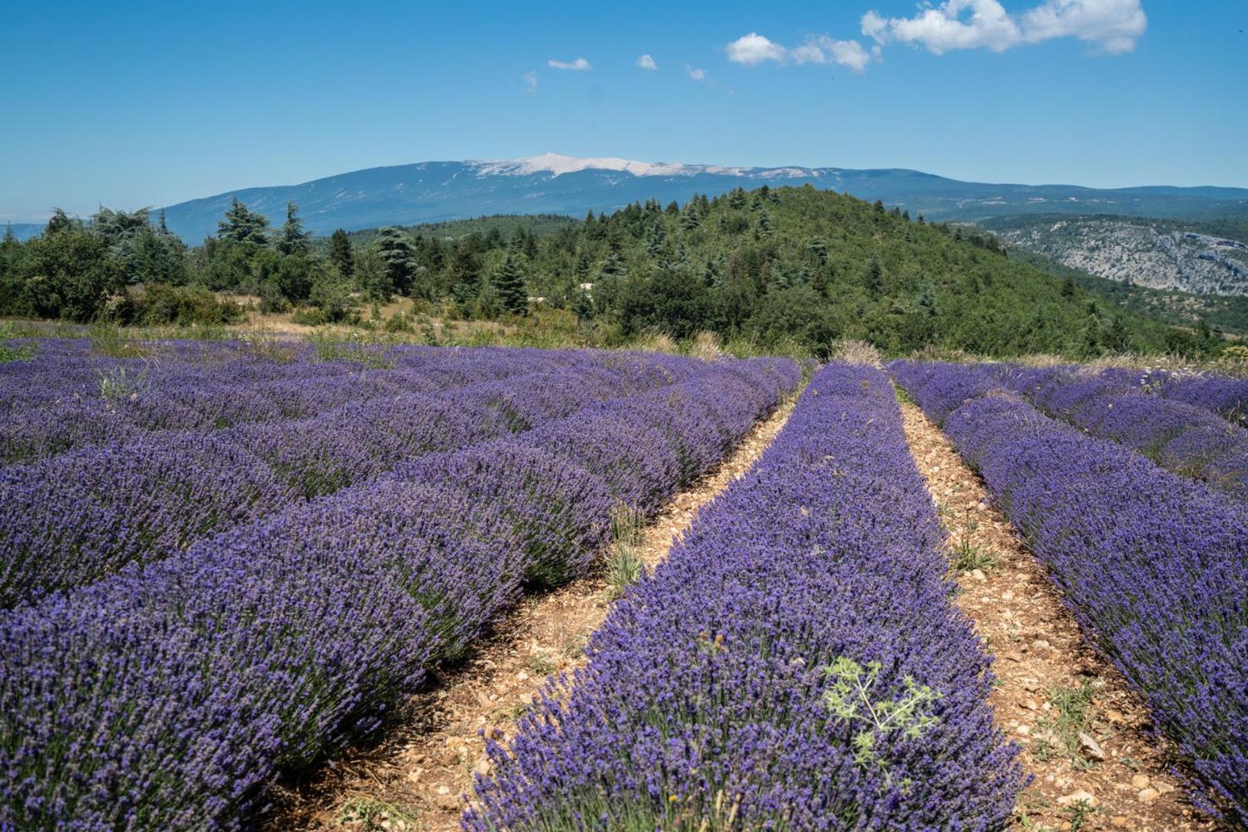 Les Terrasses De Cascavelle Villa Blauvac Luaran gambar